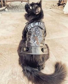 a black cat wearing a leather jacket with the words cats of anarchy printed on it