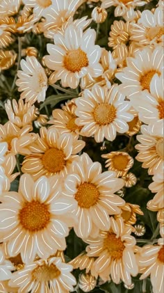 a bunch of white and yellow flowers in the sun