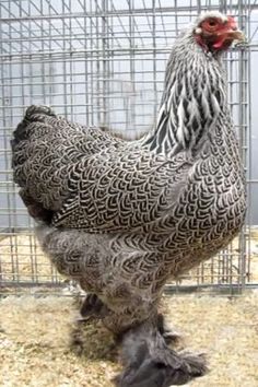 a chicken standing on top of hay in a cage