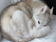 a white and gray dog curled up in a ball