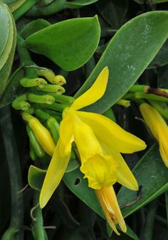 the yellow flowers are blooming on the green leaves