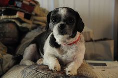 a small black and white dog sitting on top of a couch