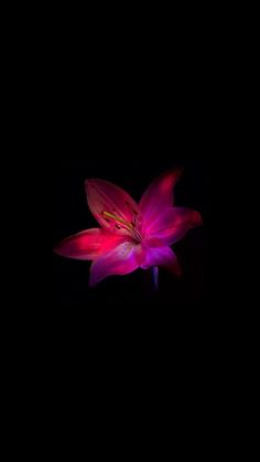 a pink flower is lit up in the dark