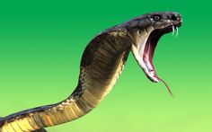 an image of a snake with its mouth open