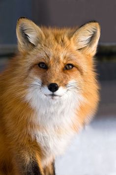 a close up of a fox on the ground