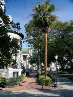 a palm tree is standing in the middle of a street lined with white houses and trees