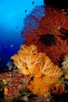 an underwater scene with corals and other marine life