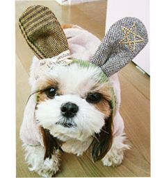 a small dog is dressed up as a rabbit