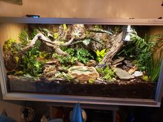 an aquarium with plants and rocks in it