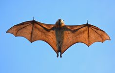 a large bat flying through the air on a clear day