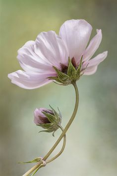 two pink flowers with green stems in front of a blurry background