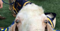 a close up of a goat wearing a blue and yellow jacket on it's head