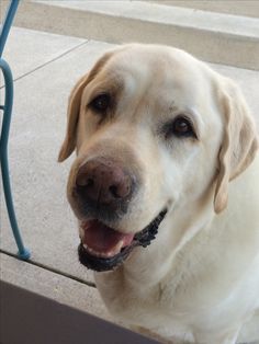 a close up of a dog with its mouth open and tongue out on the sidewalk