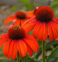 orange flowers with green leaves in the background