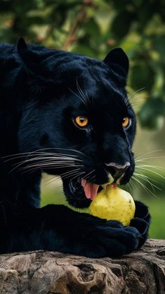 a black cat with an apple in its mouth