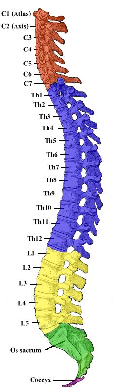 Learn About The Nervous System Forensic Anthropology, Spinal Column, Human Spine, Medical Coding, Spinal Cord, Whiplash