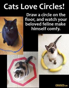 cats love circles draw a circle on the floor, and watch your beloved feline make himself comfy