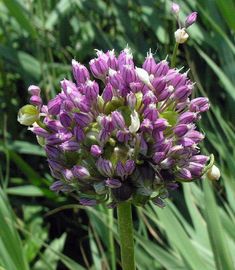 a close up of a purple flower in the grass