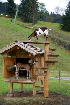 a goat standing on top of a wooden structure