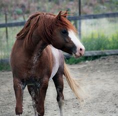 a brown and white horse standing on top of a dirt field