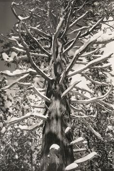 an old tree with snow on the branches