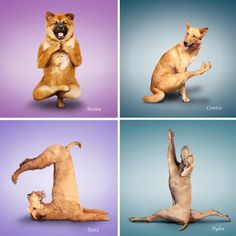 four pictures of dogs doing different things in the same photo, each with their paws up