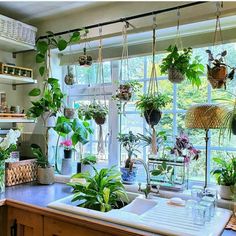 a kitchen filled with lots of potted plants next to a sink under a window