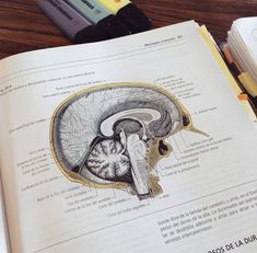 an open book with drawings of the human brain