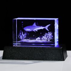 a small glass box with a shark in it