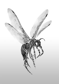 a black and white photo of a dragon fly