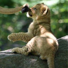 a lion cub is playing with an elephant's tail on a rock in the wild