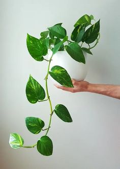 a hand holding a plant with green leaves