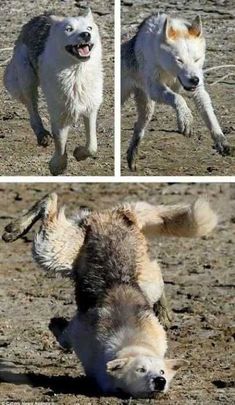 four pictures of a dog rolling around in the dirt