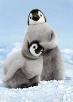 a penguin hugging its baby in the snow