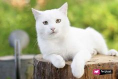 a white cat sitting on top of a wooden post