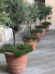 four potted olive trees in front of a building