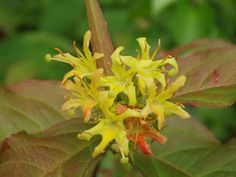 a yellow flower with green leaves in the background