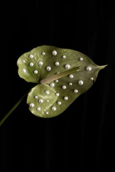 a green leaf with white pearls on it