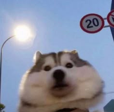 a husky dog sitting on top of a car next to a street sign and traffic light