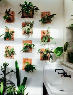 there are many house plants on the wall