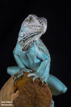 an iguana sitting on top of a piece of wood