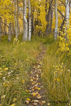 the path is surrounded by tall trees and yellow leaves