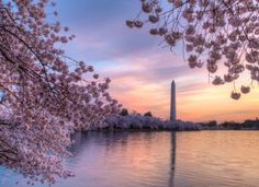 the washington monument and cherry blossom trees at sunset