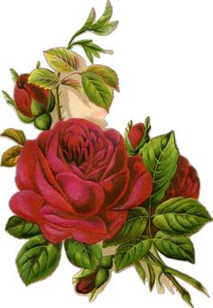 a drawing of a red rose with green leaves