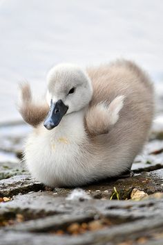 a baby duck is sitting on the ground