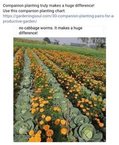 an image of a field full of flowers and broccoli with caption about it