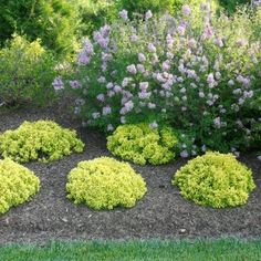 some bushes and flowers are in the grass