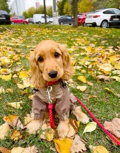 a brown dog wearing a coat and leash sitting in the grass with leaves on it