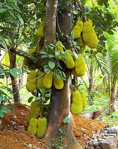 the fruit is growing on the tree and ready to be picked from it's branches