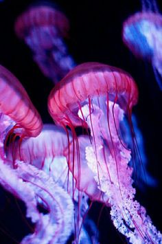 black and white photograph of jellyfish in the water